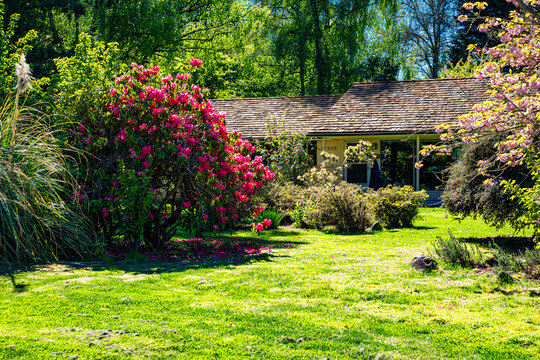 Residential Spring Rhododendron 8