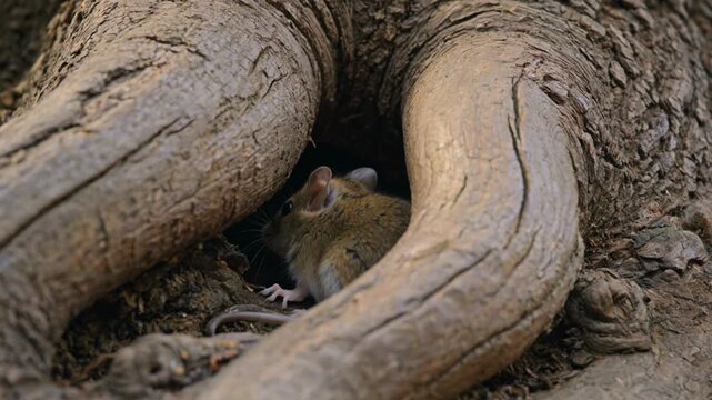 Small Brown Field Mouse Peeking Out from a Burrow Hole Inside Thick Tree Roots in the Forest Wildlife Photography