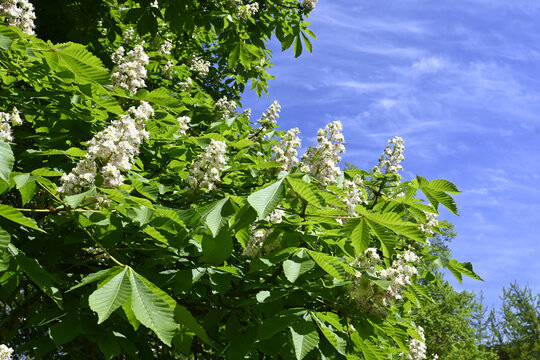 kastanienbl&uuml;te