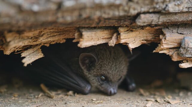 Close up of a small brown fruit bat hiding inside a hollow tree log in the wild, nocturnal animal resting in a crevice of bark, wildlife photography for nature and education