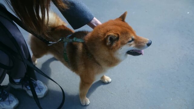 Woman hand affectionately stroking happy red shiba inu dog wearing harness and leash, standing on asphalt pavement on sunny day while walking together in city. Woman petting happy shiba inu outdoors