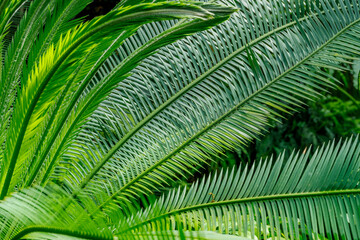 Fototapeta premium Green palm leaves in a tropical garden with bright sunlight shining through in the daytime