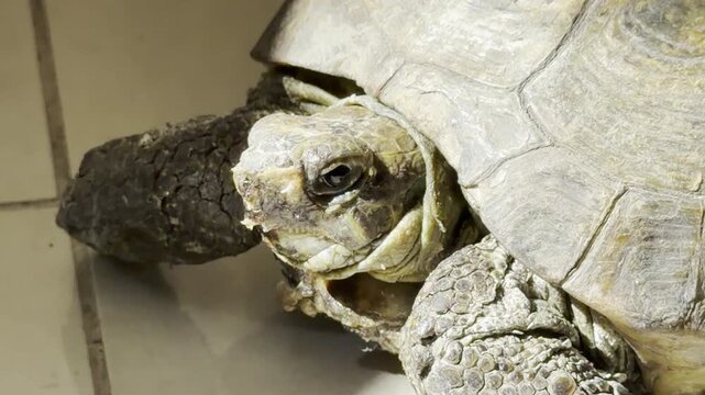 Pet tortoise resting head on floor close up