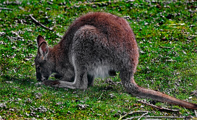 Bennett`s wallaby grazing on the lawn. Latin name - Macropus rufogriseus  © Mikhail Blajenov