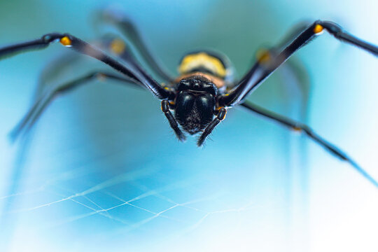 Close-Up of a Golden Orb Weaver Spider on Its Web