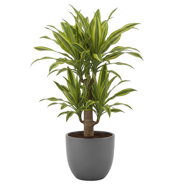 Potted dracaena houseplant with variegated green and yellow leaves isolated on transparent background