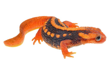 Fototapeta premium An Asian Emperor Newt. Tylototriton shanjing, on white background.