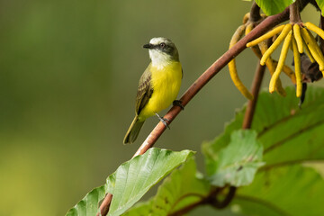 Fototapeta premium The grey-capped flycatcher (Myiozetetes granadensis) is a passerine bird, a member of the large tyrant flycatcher family Tyrannidae.