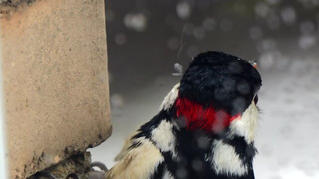 Woodpecker eats seed from a feeder. Snow falls softly around the bird. Its eye gleams with focus and purpose. Red patch gleams beneath black head. Feeding moment captured in natural light