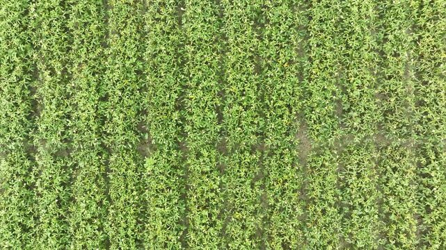 Aerial top down view of okra crop field approaching the growing plants