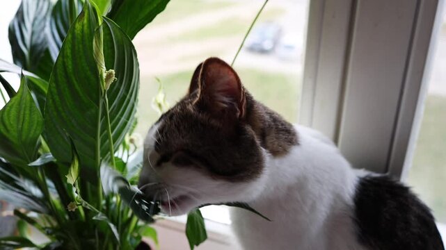 A domestic cat eats a green flower on the windowsill. cat sits on a windowsill and eats leaves of a houseplant in a pot, the cat gets vitamins through eating greens