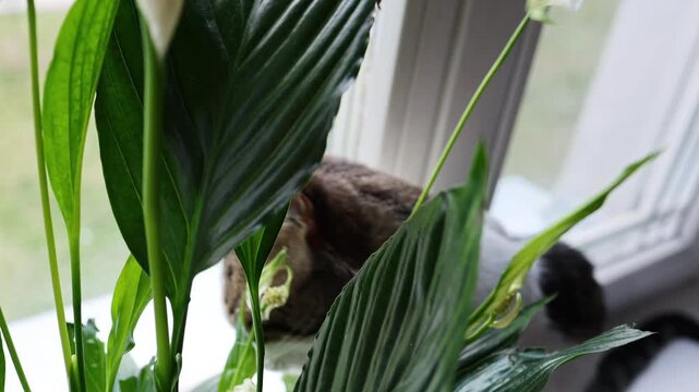 A domestic cat eats a green flower on the windowsill. cat sits on a windowsill and eats leaves of a houseplant in a pot, the cat gets vitamins through eating greens