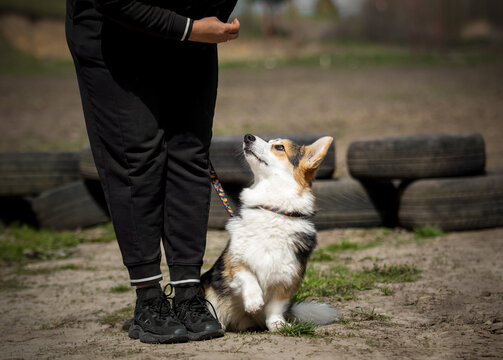 Obedient Pembroke Welsh Corgi dog looking up at owner during training.