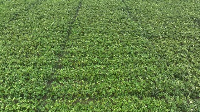 Green cassava field moving in the wind