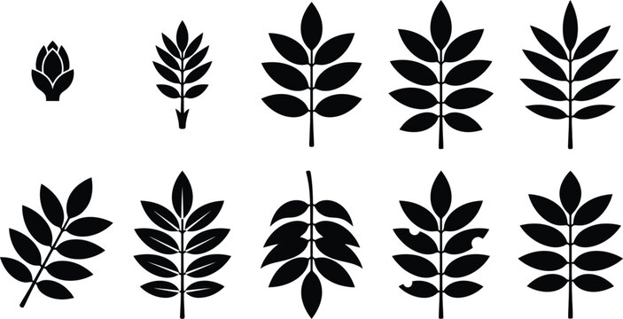 Minimalist black leaf silhouettes, botanical foliage icons set of 10 vector elements, organic plant branch shapes for logo design and nature branding