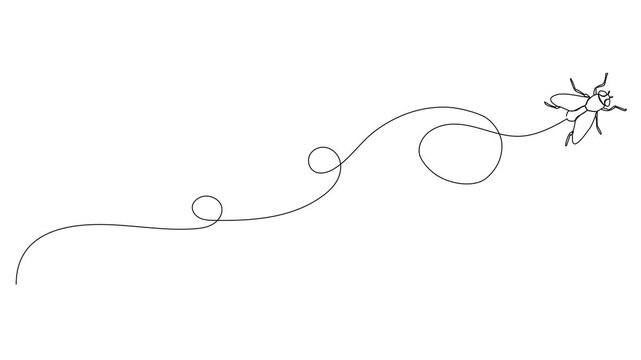 animated continuous line drawing of a fly, housefly line art animation