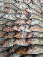 Obraz premium Red mullet raw fish arranged closely together on cold ice displaying vibrant bright colors