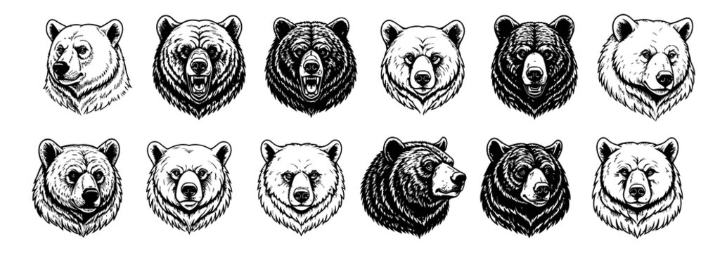 Collection of intricate insect pupae illustrations in black and white