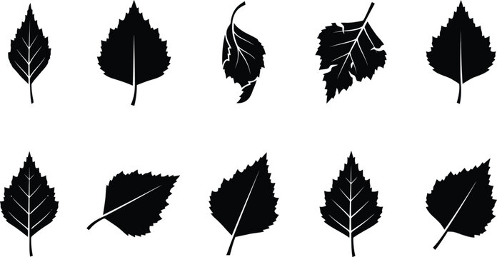 Zehn detaillierte schwarze Silhouetten von Birkenbl&auml;ttern auf wei&szlig;em Hintergrund.