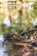 Fototapeta premium An Asian water monitor (Varanus salvator) in a lake in Lumpini Park, Bangkok, Thailand.