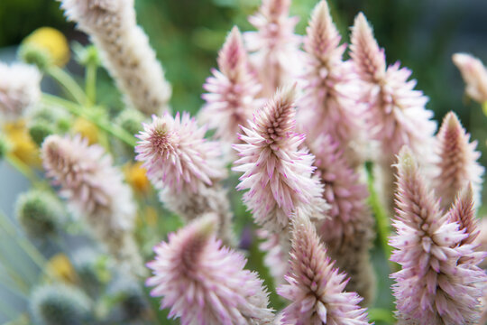 Celosia or wild cockscomb background