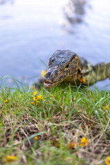 Obraz premium An Asian water monitor (Varanus salvator) in a lake in Lumpini Park, Bangkok, Thailand.