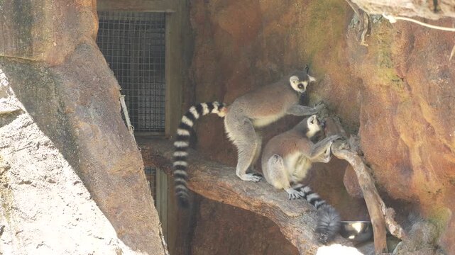 monos