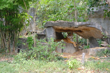 Fototapeta premium Majestic Indochinese tiger resting and looking directly at the camera in a shadowed stone shelter.