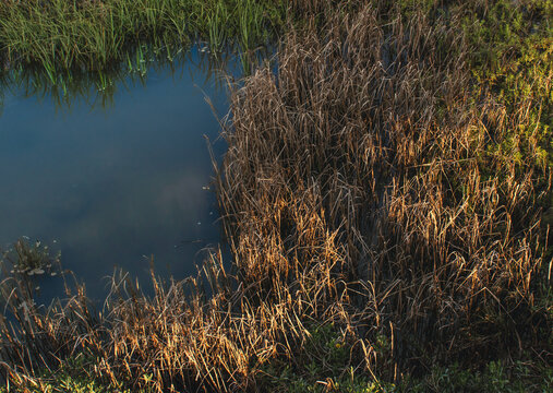 reeds and grass in the water