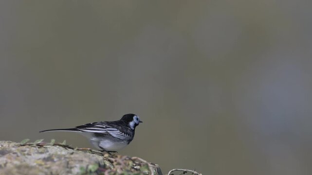 Pied Wagtail (Motacilla Alba) taking off from a stone wall on a very windy day. April, Kent, UK. [Slow motion x10]