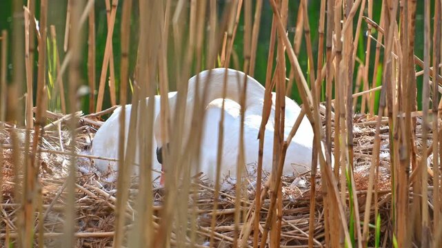 Mute swan incubating eggs in reed bed nest at pond