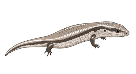 Fototapeta premium Detailed digital illustration of a sleek skink lizard, highlighting its smooth scales and elongated body, a common reptile species.