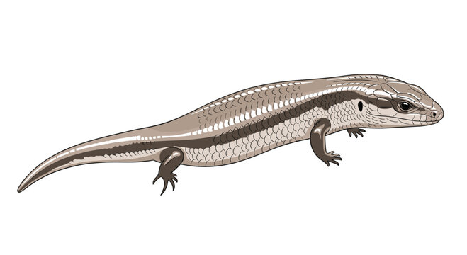 Detailed digital illustration of a sleek skink lizard, highlighting its smooth scales and elongated body, a common reptile species.