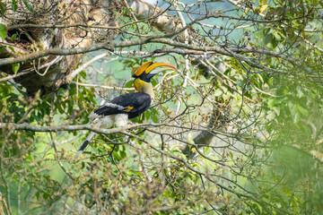 Great hornbill (Buceros bicornis), also known as the concave-casqued hornbill, great Indian hornbill or great pied hornbill © prasanth