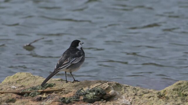 Pied Wagtail (Motacilla Alba) calling by the side of a lake - ducks heard in the background. April, Kent, UK. With sound