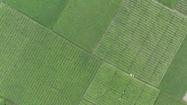 Aerial top down view of farmers in green corn fields