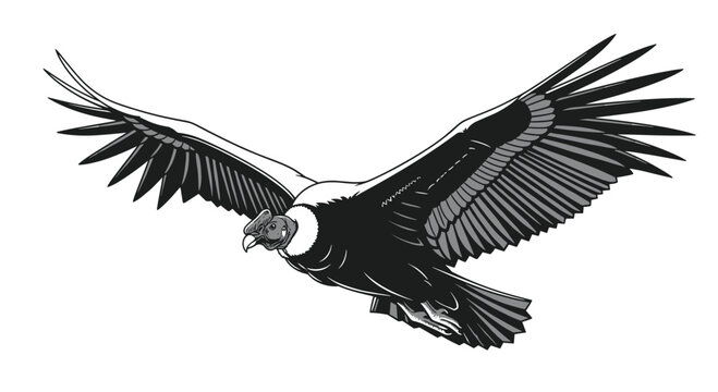 Majestic black and white illustration of an Andean condor in flight, wings spread wide, capturing its powerful presence and impressive wing span.