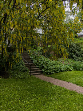 Golden laburnum tree branches hang over stone stairs leading into a lush green summer garden
