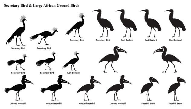 Secretary Bird Rail Bustard Large Ground Crested Bird Silhouette Vector Set