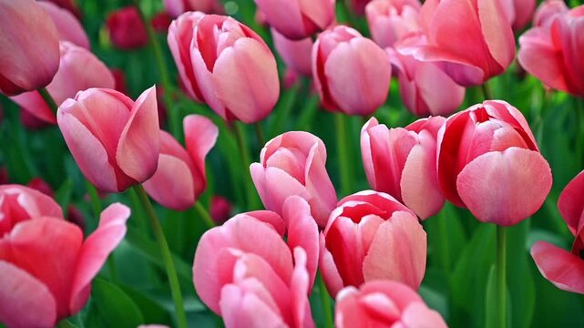 Pink tulips gently swaying in spring garden bed outdoors. Slow motion