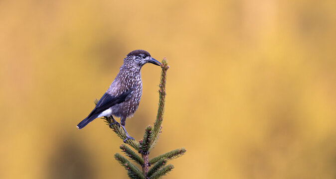 Spotted Nutcracker Nucifraga caryocatactes perched on top of a spruce tree in Jizera Mountains, Czech Republic.