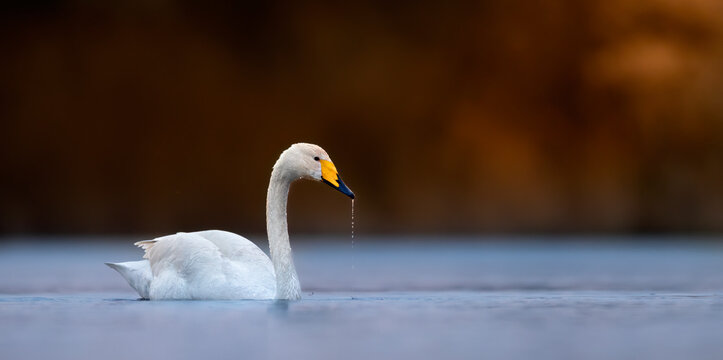 Whooper Swan Cygnus cygnus swimming in blue water at sunset. Wildlife portrait of a graceful swan with water dripping.