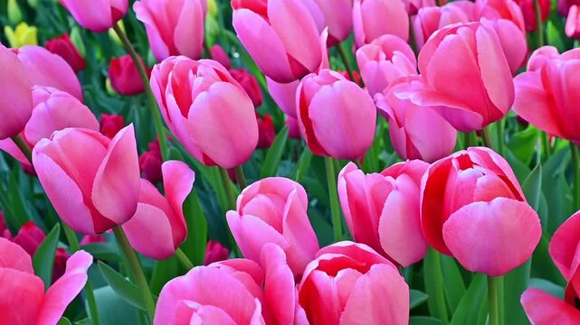 Tulips blooming in spring garden bed close up morning view. Slow motion