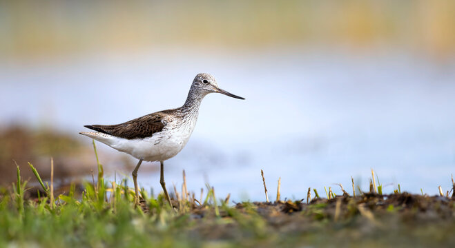 Common Greenshank Tringa nebularia foraging in a wetland habitat, elegant shorebird portrait, wildlife photography.