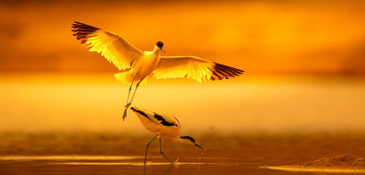 Pied Avocets Recurvirostra avosetta in flight and feeding in a shallow pond during a golden sunset, South Moravia, Czech Republic.