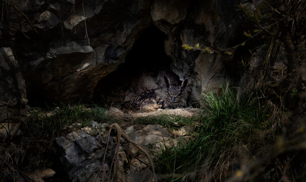 Eurasian Eagle-Owl Bubo bubo resting in a rocky cliff nesting site, majestic owl in its natural mountain habitat, Czech Republic.