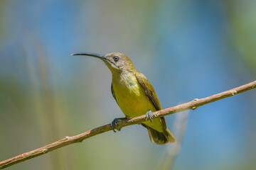 Obraz premium Little Spiderhunter Arachnothera longirostra Munnar Kerala India