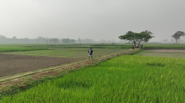Farmer walking along green paddy fields in rural india