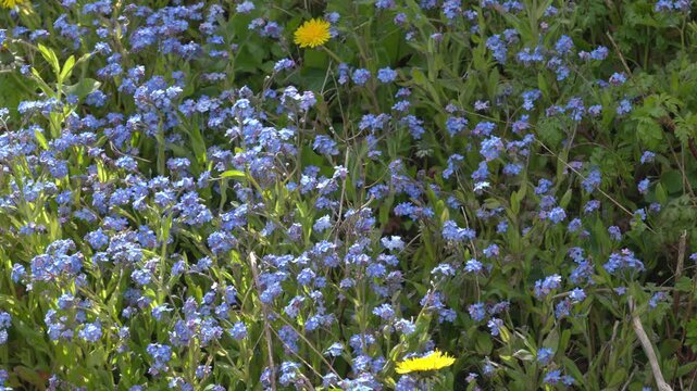 Viedo of small blue flowers and green grass in a flowerbed. garden flowers forget me not bloom in summer. planting flowers in the garden