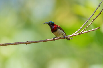 Crimson-backed Sunbird (Small Sunbird) Leptocoma minima © prasanth